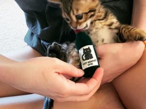 BENGAL KITTENS AVAILABLE FOR RE-HOMING