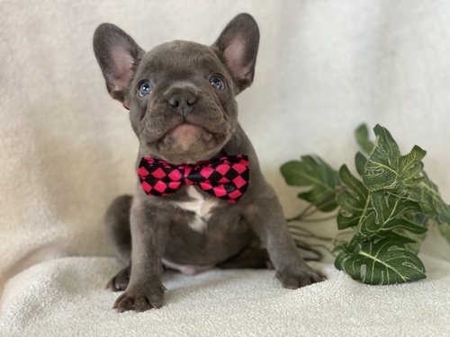 We Have Male And Female French Bulldog.
