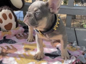 Super Cute Blue French Bulldog Puppies ready. Cute Available