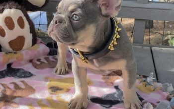 Super Cute Blue French Bulldog Puppies ready. Cute Available