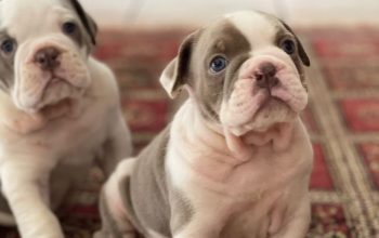 Super Cute French Bulldog Puppies .