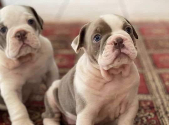 Super Cute French Bulldog Puppies .