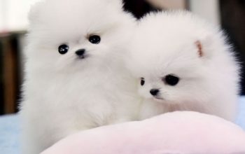 SWEET TEACUP POMERANIAN PUPPIES READY FOR ADOPTION