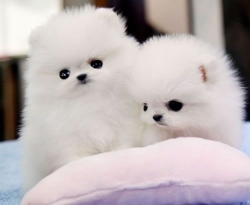 SWEET TEACUP POMERANIAN PUPPIES READY FOR ADOPTION