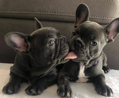 Lilac French Bulldogs Please Call Or Text Us +1 3057713678