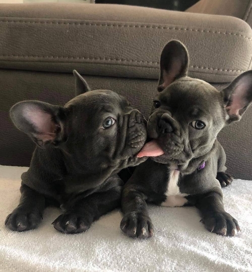 Lilac French Bulldogs Please Call Or Text Us +1 3057713678