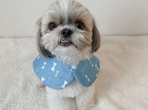 We Have An Adorable Female Shih Tzu Puppy Available.
