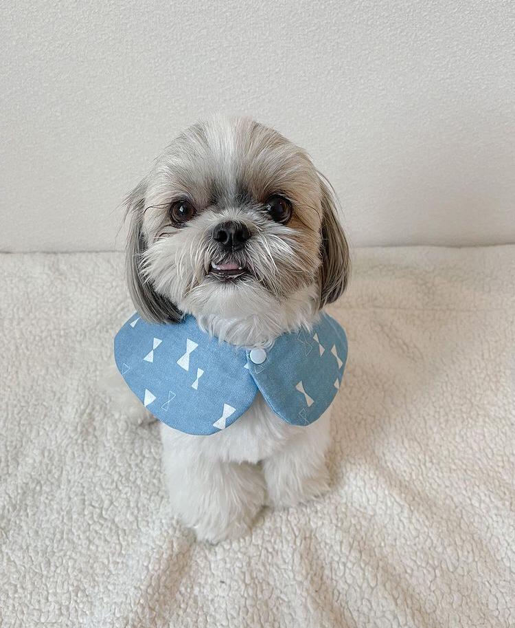 We Have An Adorable Female Shih Tzu Puppy Available.
