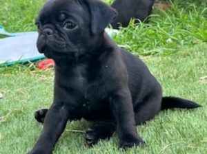 Pug puppies for sale Beautiful and very healthy puppies