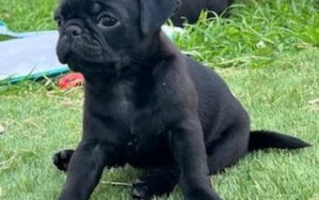 Pug puppies for sale Beautiful and very healthy puppies