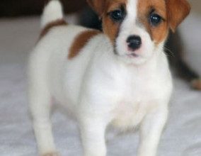 Lovely Jack Russell puppies for free.