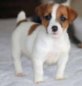Lovely Jack Russell puppies for free.