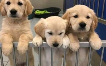 Family Friendly Golden Retriever Puppies