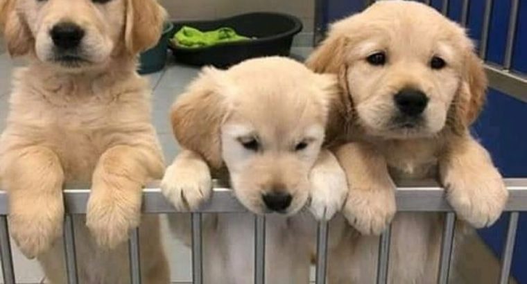 Family Friendly Golden Retriever Puppies