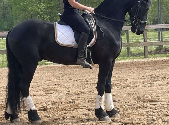 Adorable 5years old friesian horse gelding