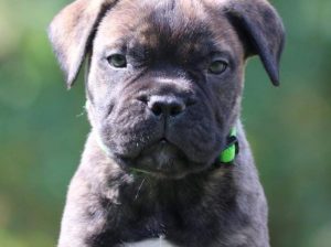 Bull mastiff puppy for sale