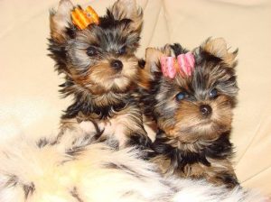 Yorkshire Terrier Puppies For sale