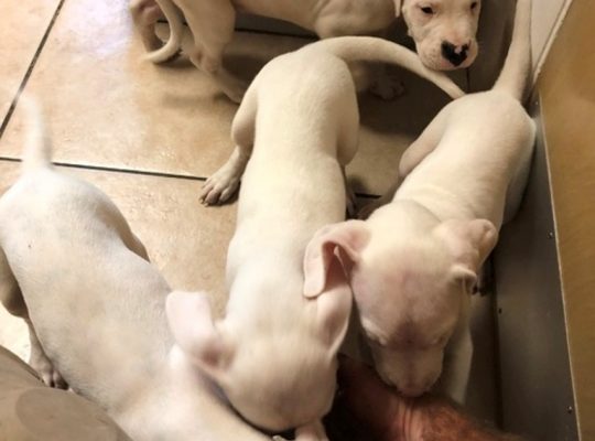 4 Quality Dogo Argentino Puppies