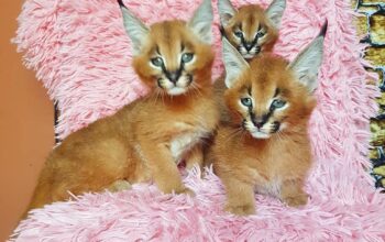caracal and caracat kittens available