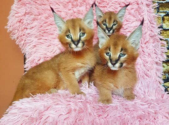 caracal and caracat kittens available